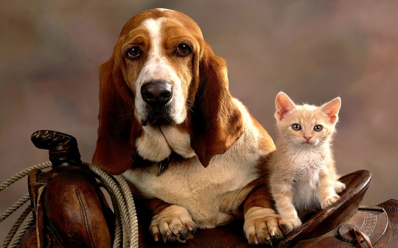 Basset Hound and Kitten — Brown, Calm