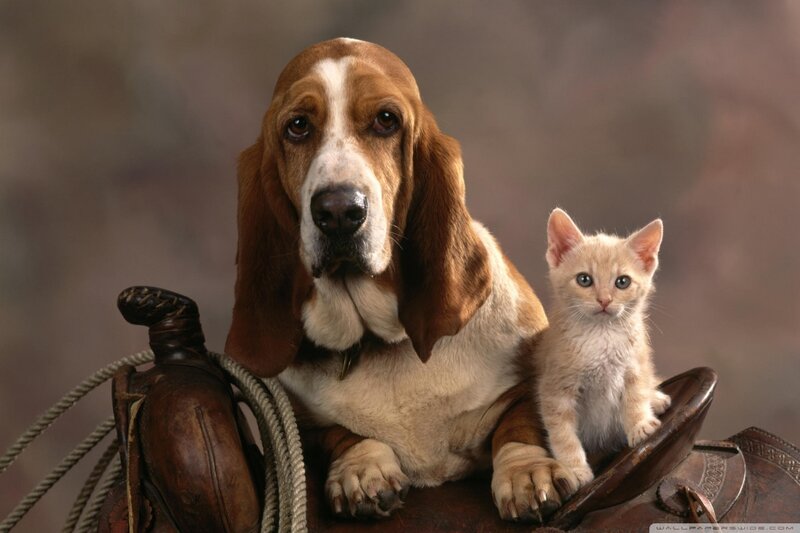 Basset Hound and Kitten — Brown