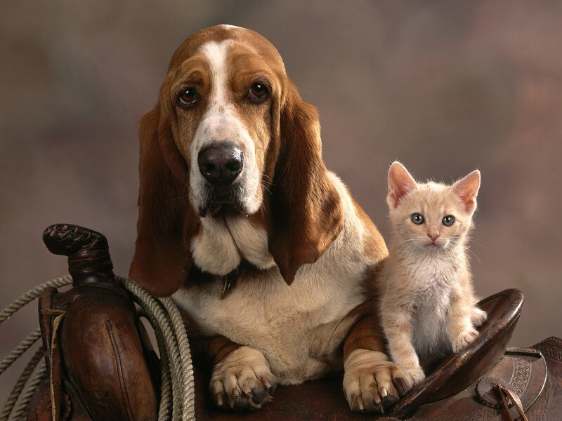 Basset hound and kitten on saddle