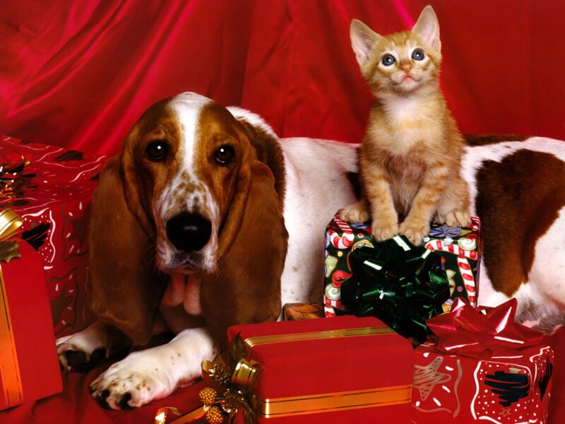 Basset Hound and Kitten — Red, Festive