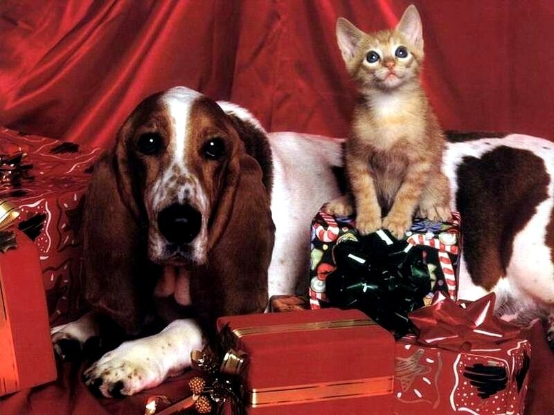 Basset Hound and Kitten — Red