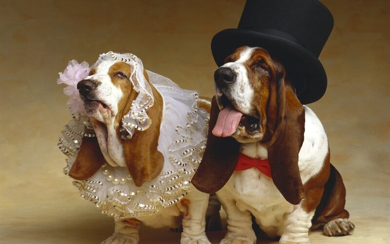 Basset Hound Couple