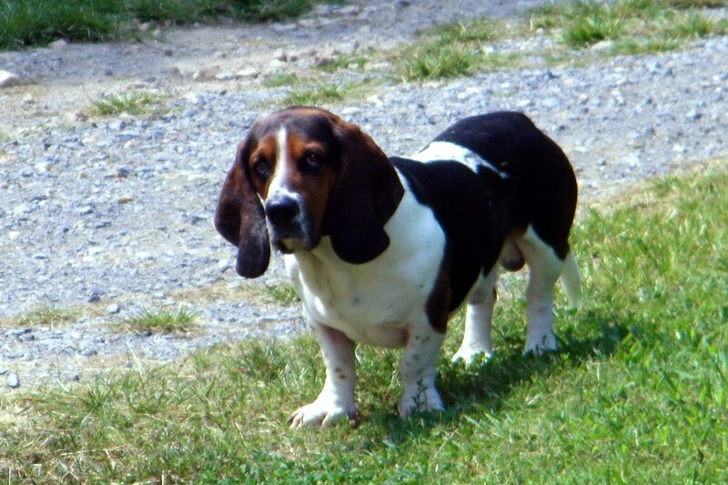 Basset Hound Dog — Brown, Calm, Afternoon, Photograph, Grass
