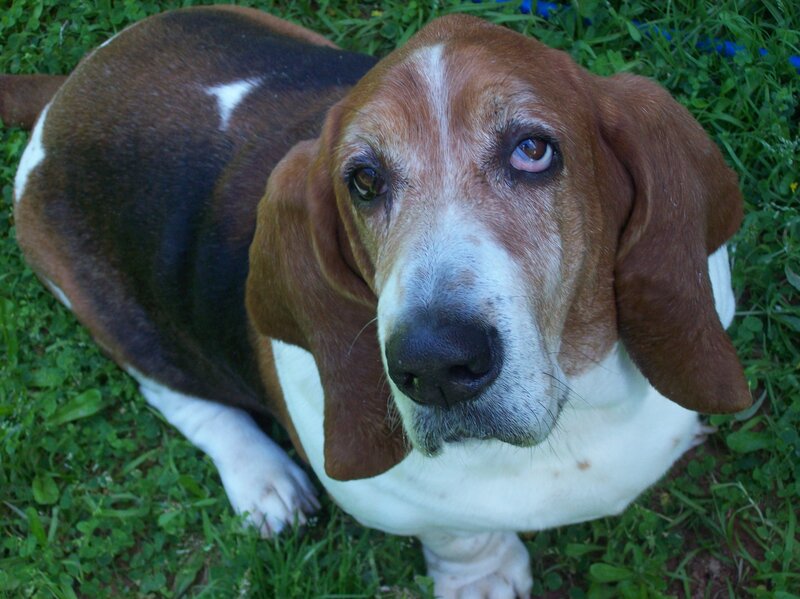 Basset Hound Dog — Brown, Calm, Afternoon, Photograph