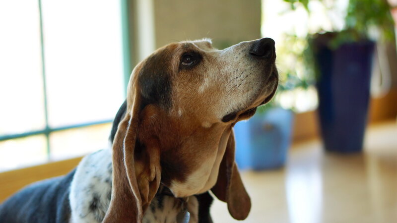 Basset Hound Dog — Brown, Calm, Afternoon, Photograph, Window