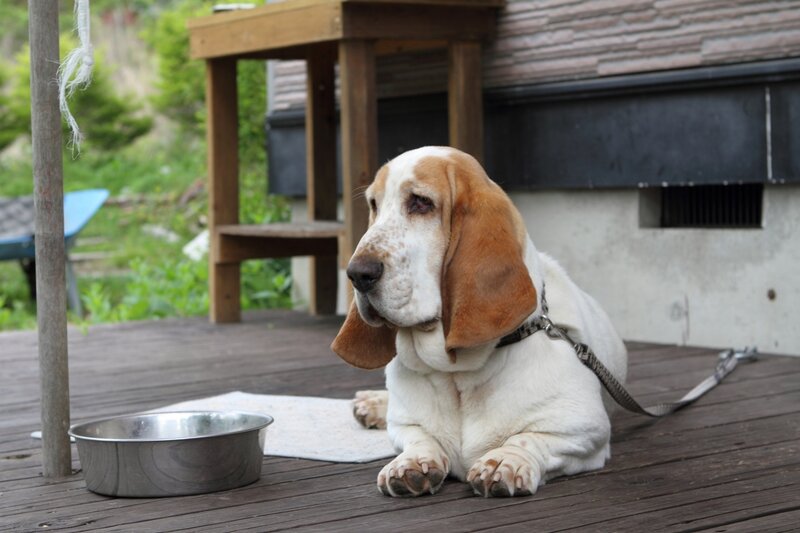 Basset Hound Dog — Brown, Calm, Afternoon, Photograph, Wooden Deck