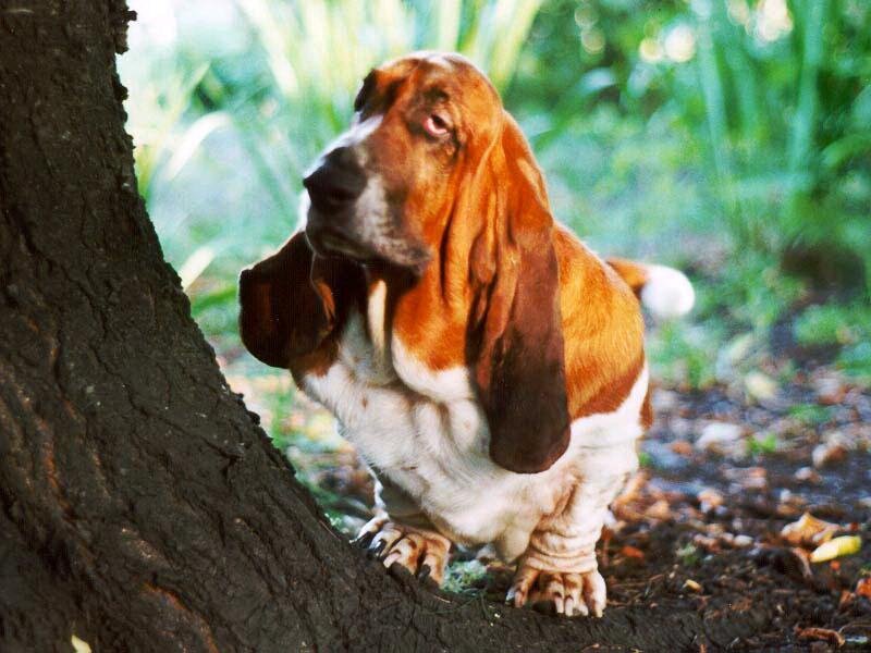 Basset Hound Dog — Brown, Calm, Afternoon