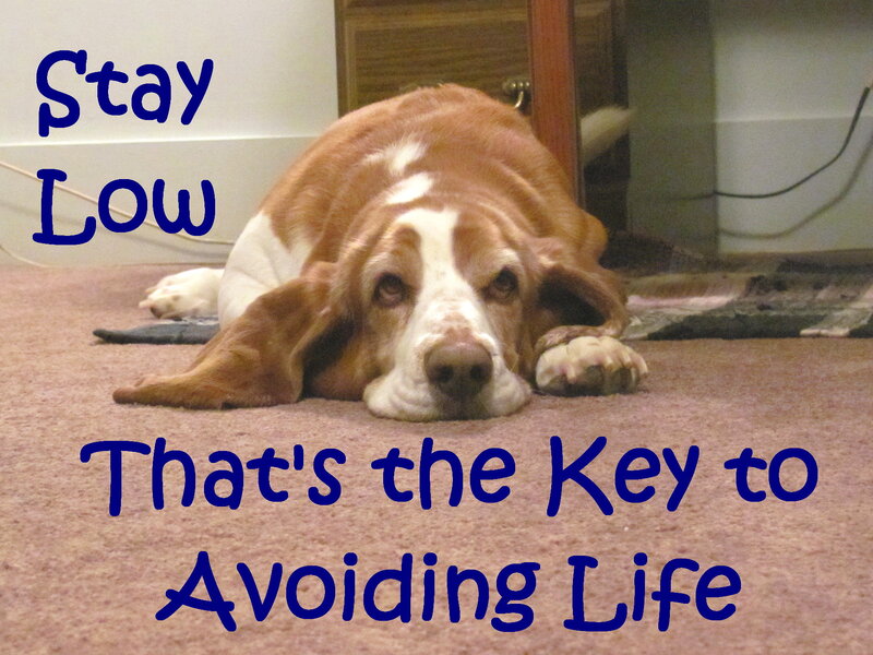 Basset Hound Dog — Brown, Calm, Photograph, Carpet