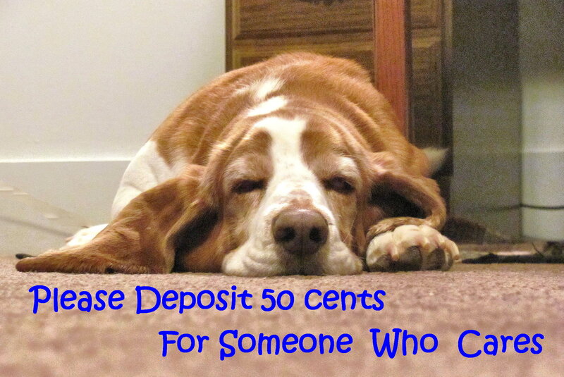 Basset Hound Dog — Brown, Calm, Photograph, Carpet, Wall