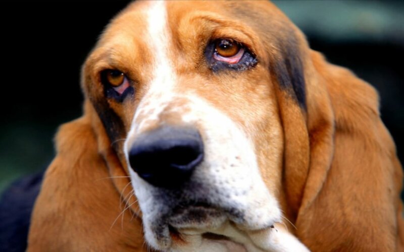 Basset Hound Dog — Brown, Calm, Photograph, Eyes