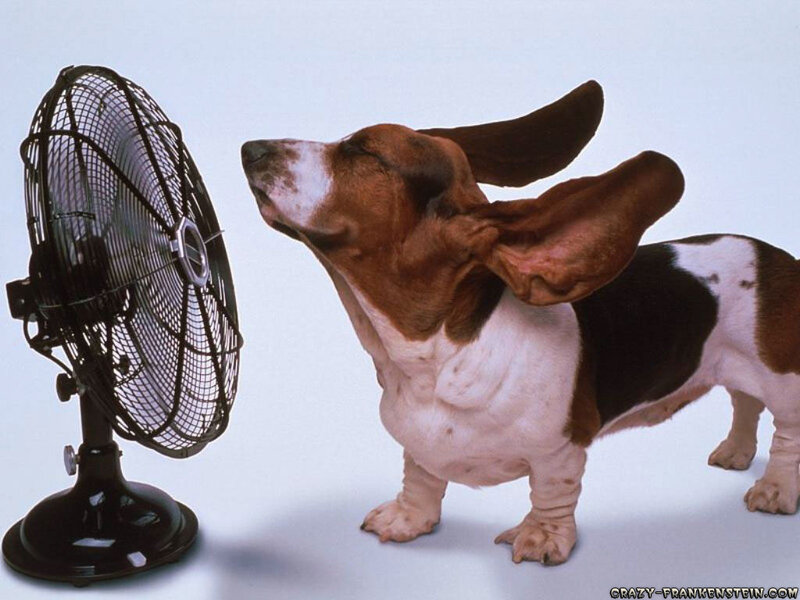 Basset Hound Dog — Brown, Calm, Photograph, Fan