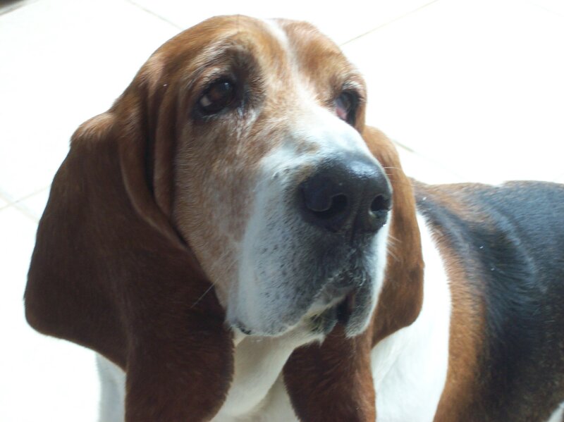 Basset Hound Dog — Brown, Calm, Photograph, Floor