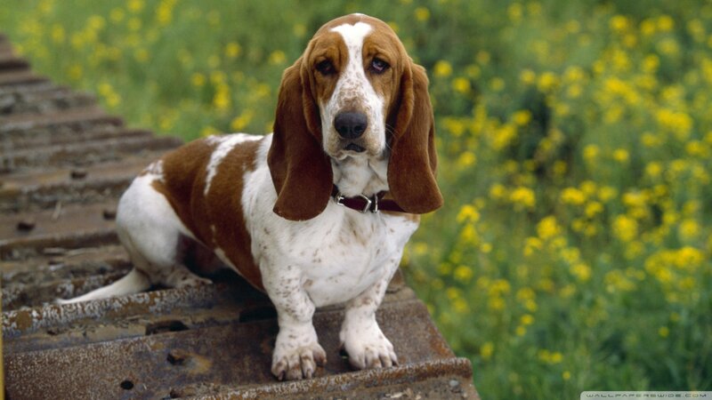 Basset Hound Dog — Brown, Calm, Spring