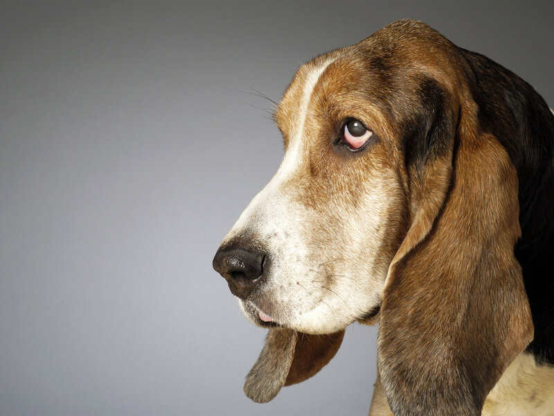 Basset Hound Dog — Brown, Calm