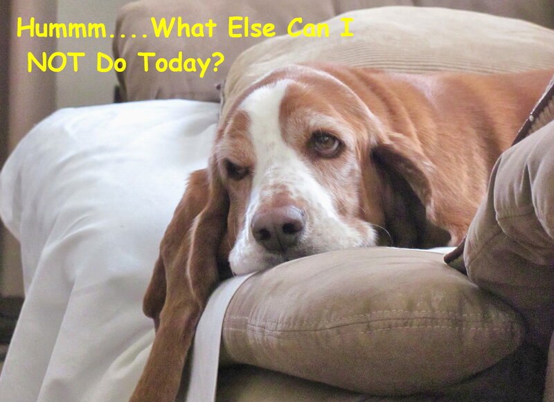Basset Hound Dog — Brown, Drowsy