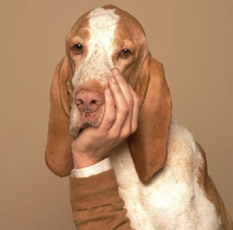 Basset Hound Dog — Brown, Neutral