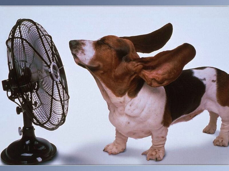Basset Hound Dog — Brown