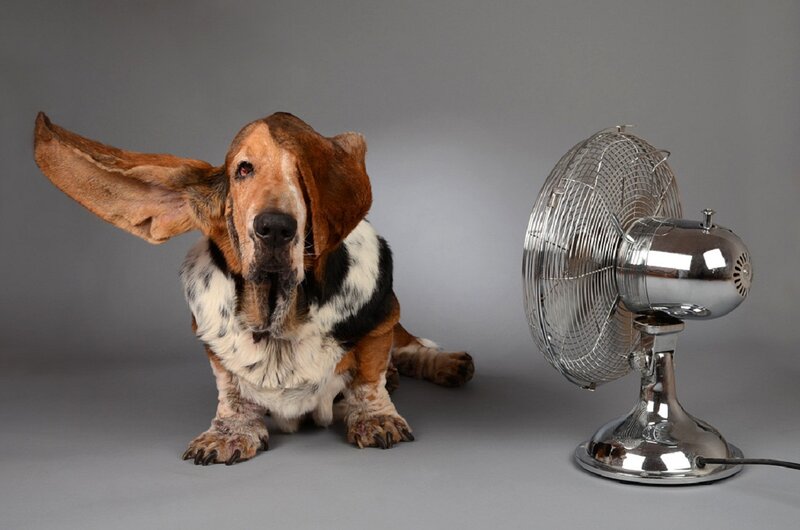 Basset Hound Dog — Gray