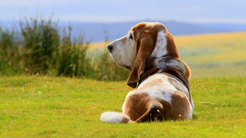 Basset Hound Dog — Green, Serene