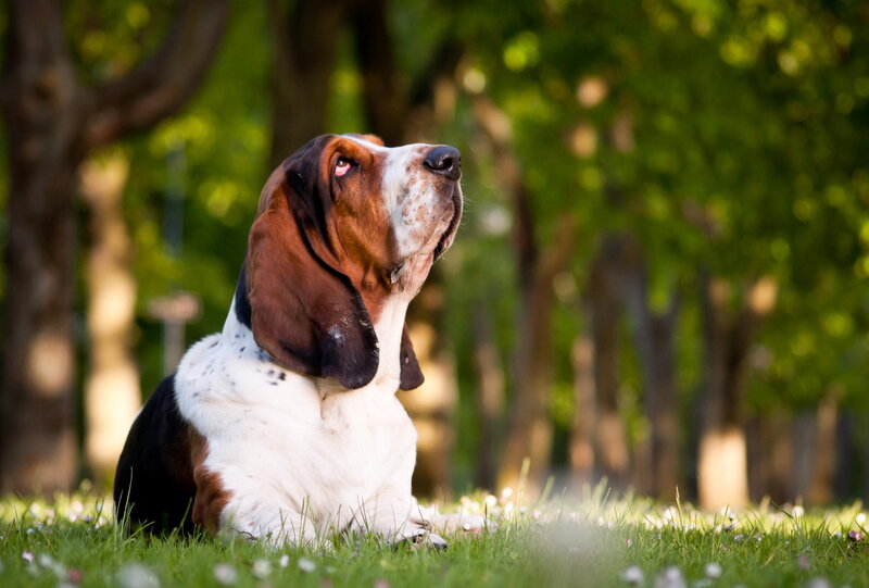 Basset Hound Dog — Green