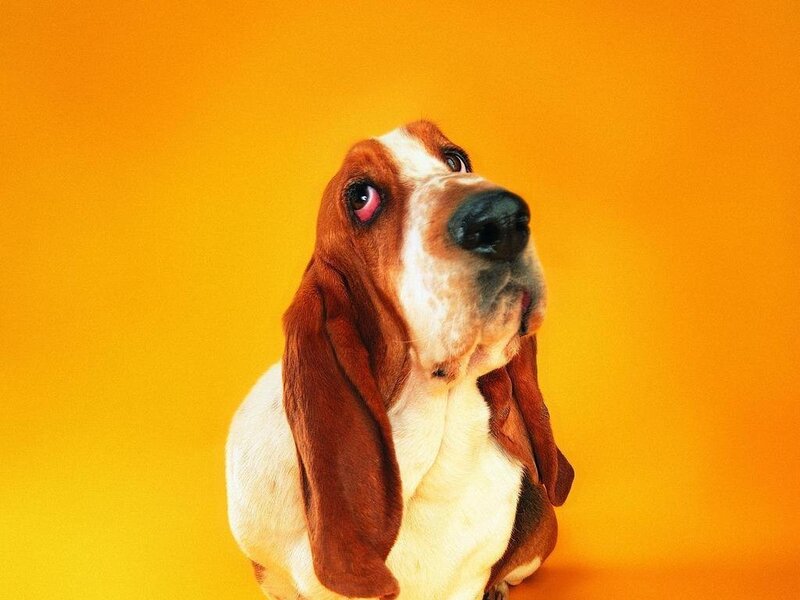 Basset Hound Dog — Orange, Calm