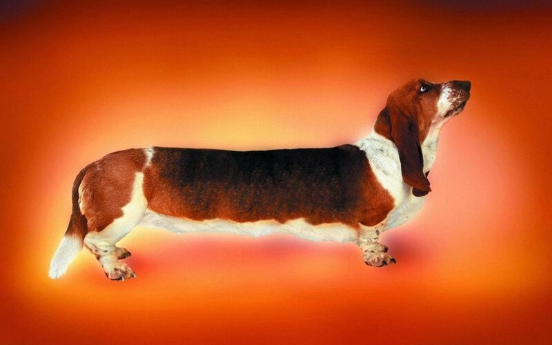 Basset Hound Dog — Orange, Dramatic