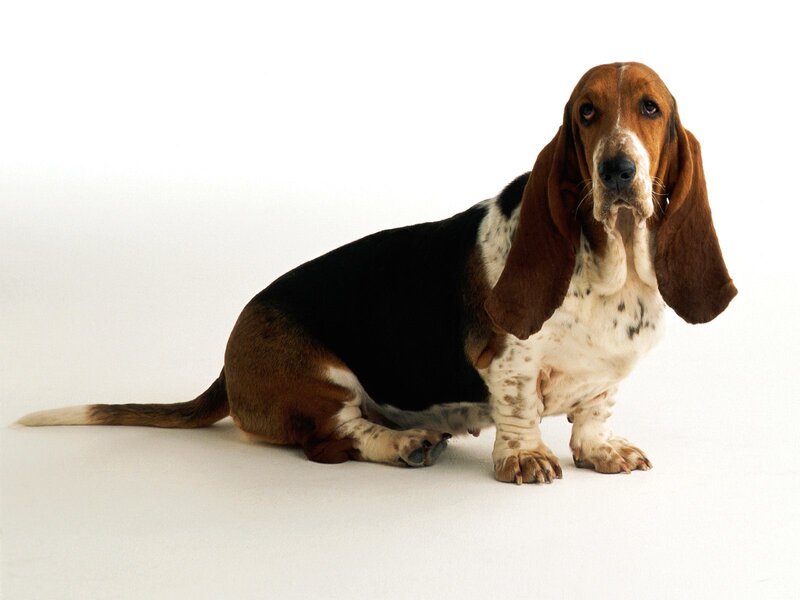 basset hound dog portrait