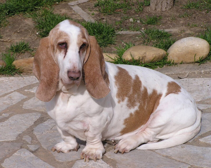 Basset Hound Dog — White
