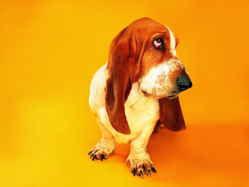 Basset Hound Dog — Yellow