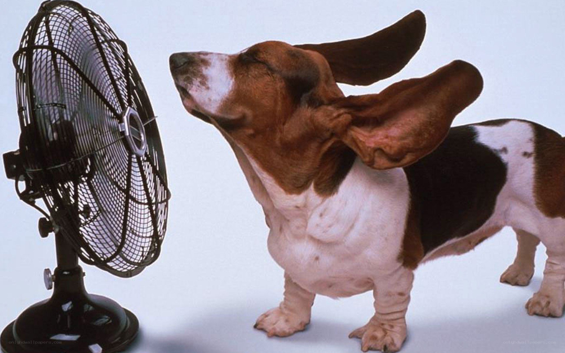 basset hound enjoying fan