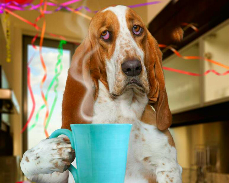 Basset Hound Holding Mug