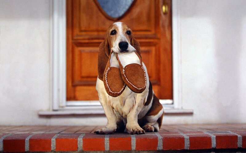 Basset Hound Holding Shoes