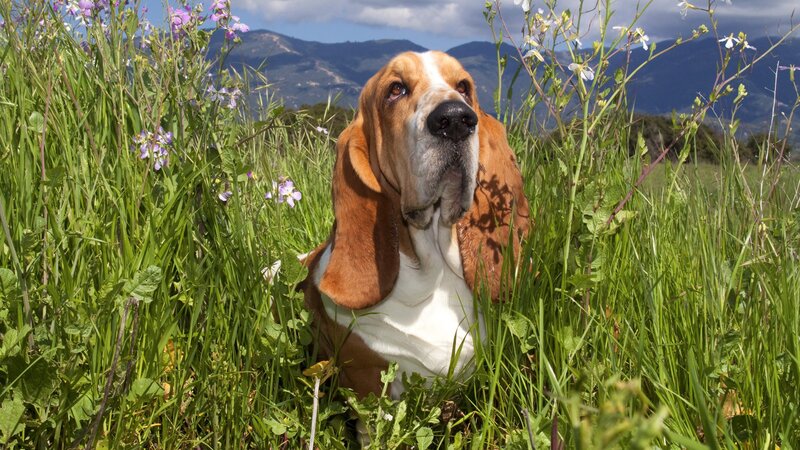Basset hound in a field of flowers