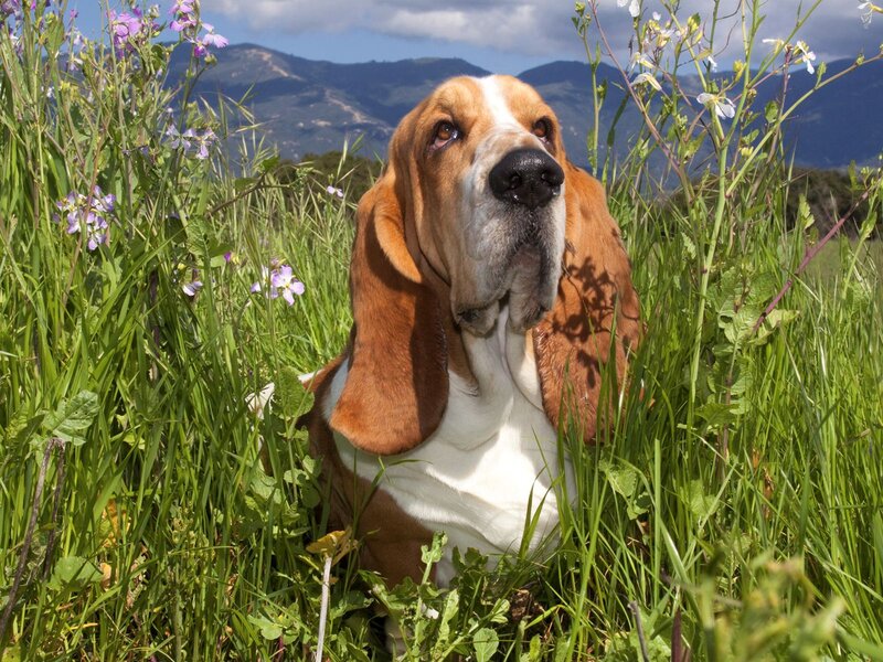 Basset hound in a field of flowers
