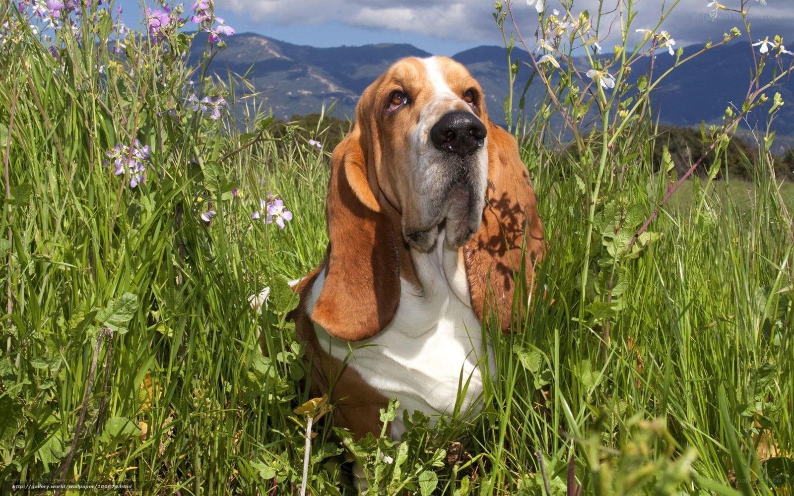 Basset hound in a field