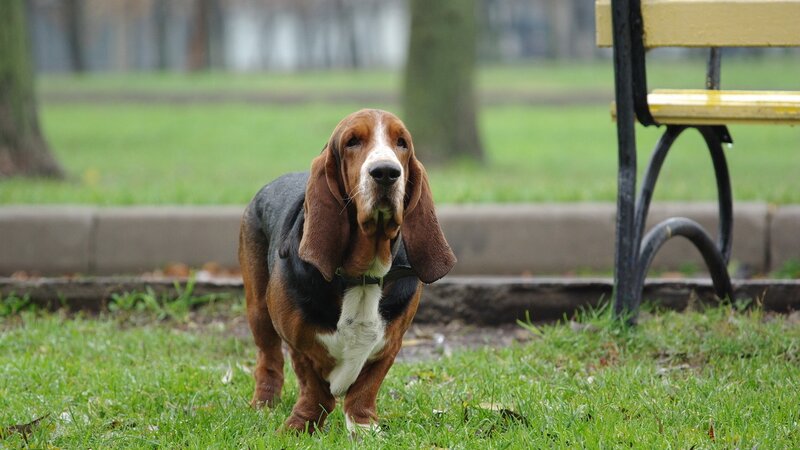 Basset hound in a park