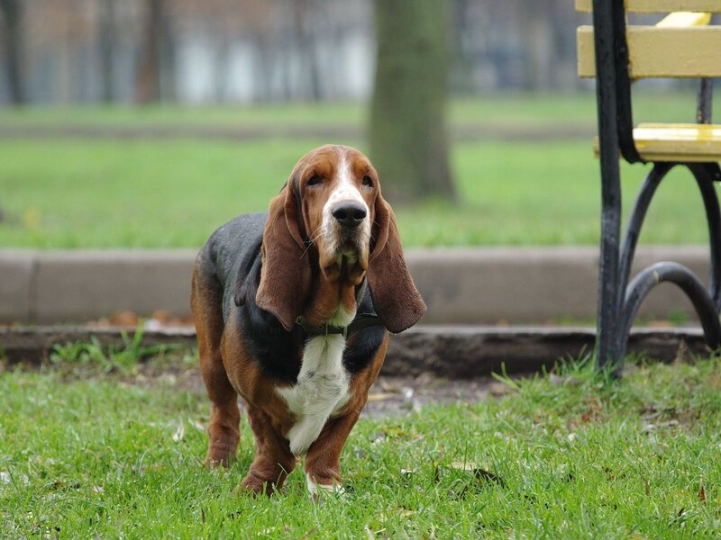 Basset hound in a park
