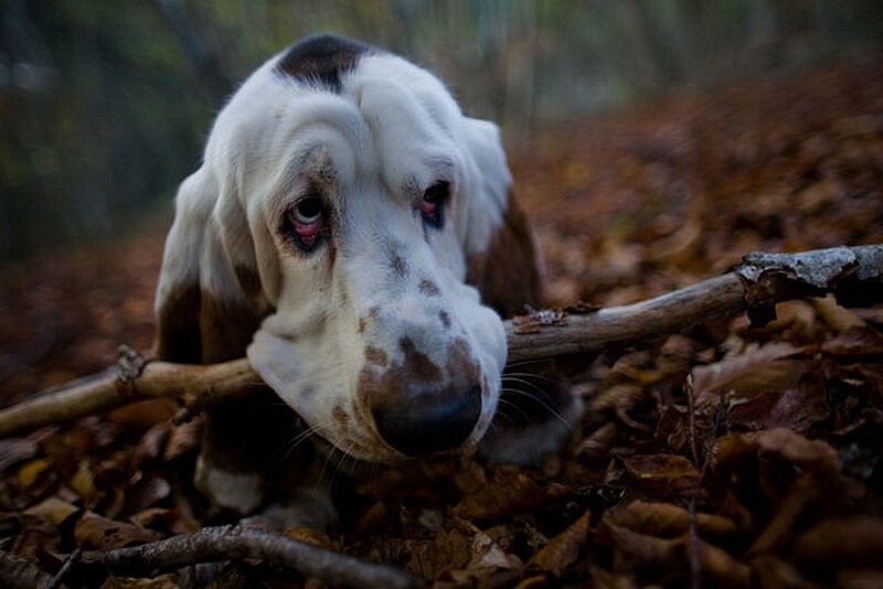Basset hound in autumn leaves