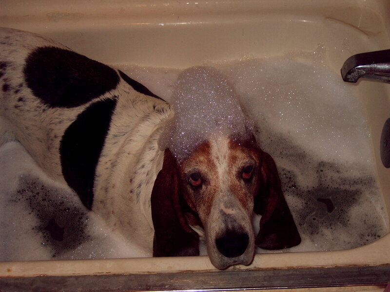 Basset Hound in Bathtub