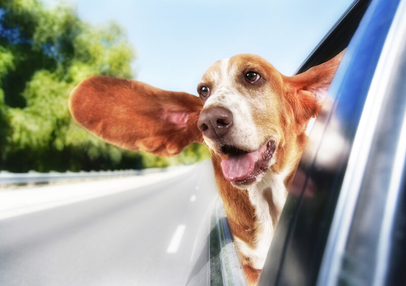 Basset Hound in Car