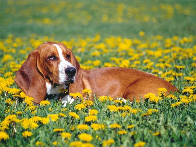 Basset Hound in Dandelions