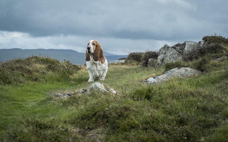 Basset Hound in Field — Green