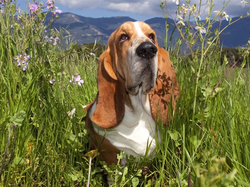 Basset Hound in Field