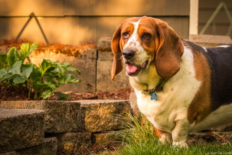 Basset Hound in Garden — Brown