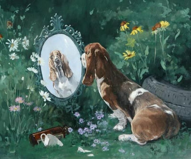 Basset Hound in Garden