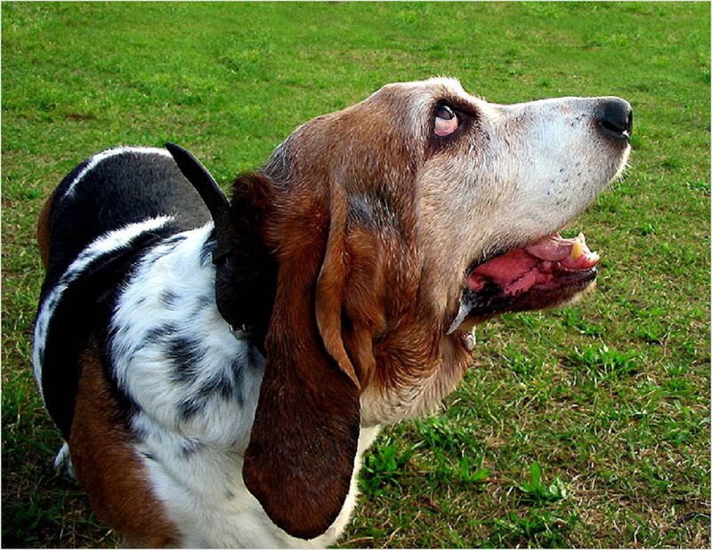 Basset Hound in Grass — Green, Calm