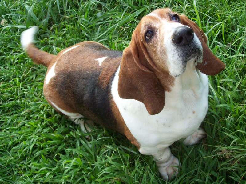 Basset Hound in Grass — Green