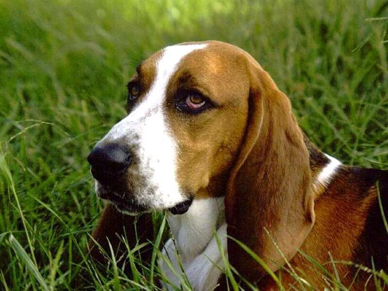 Basset Hound in Grass