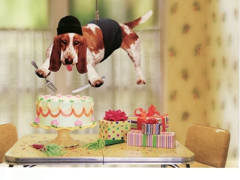 Basset Hound in Hat