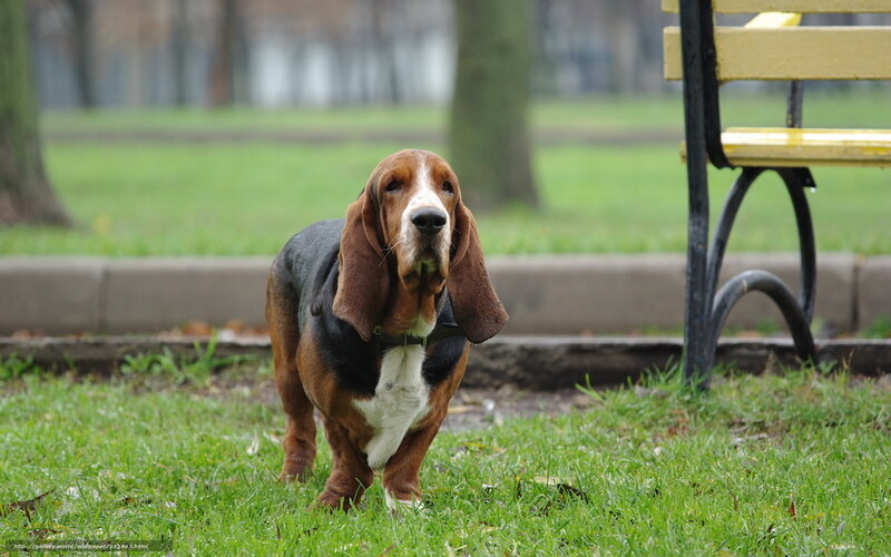 Basset Hound in Park — Green, Calm